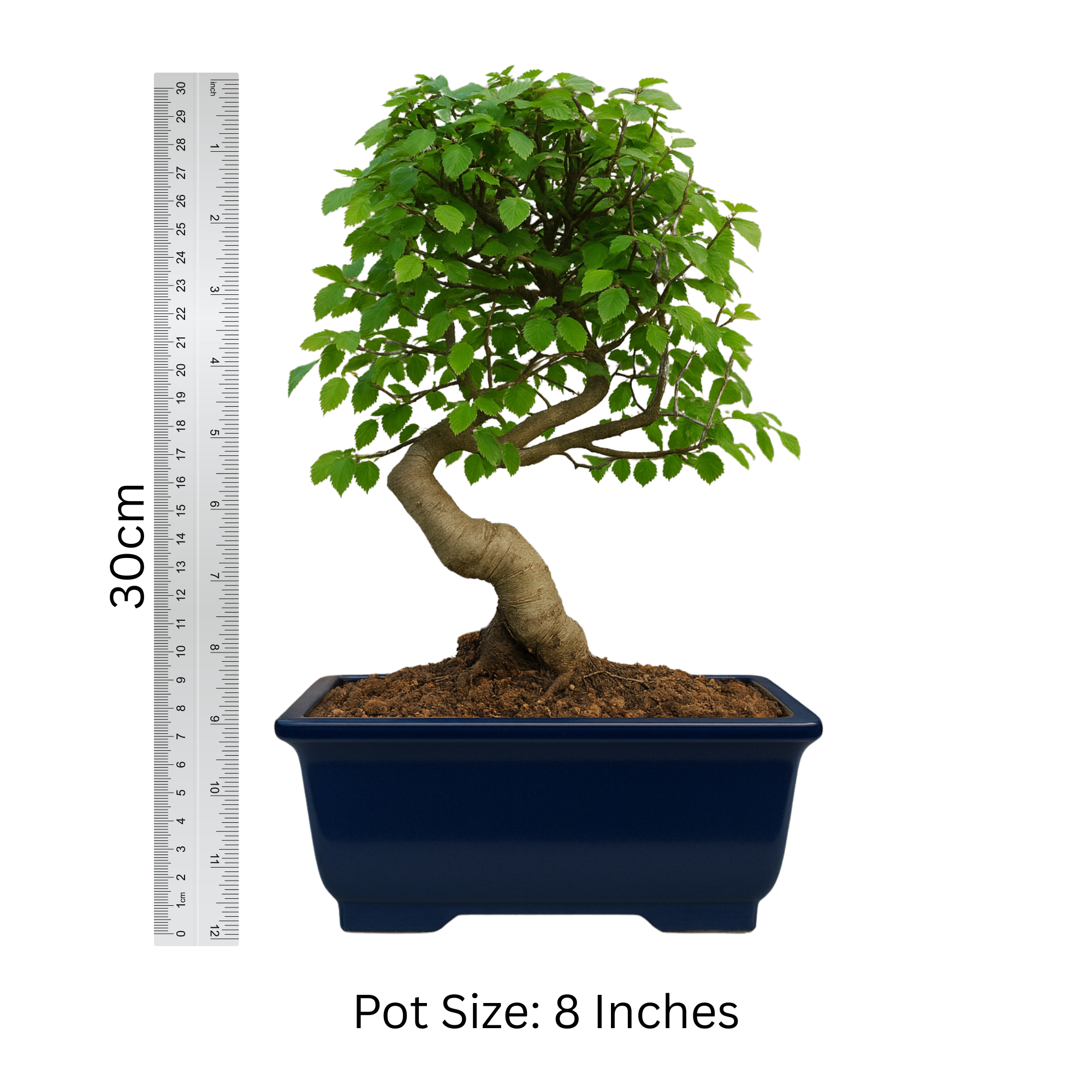 Chinese Elm Outdoor Bonsai Tree 4 Years 30cm
