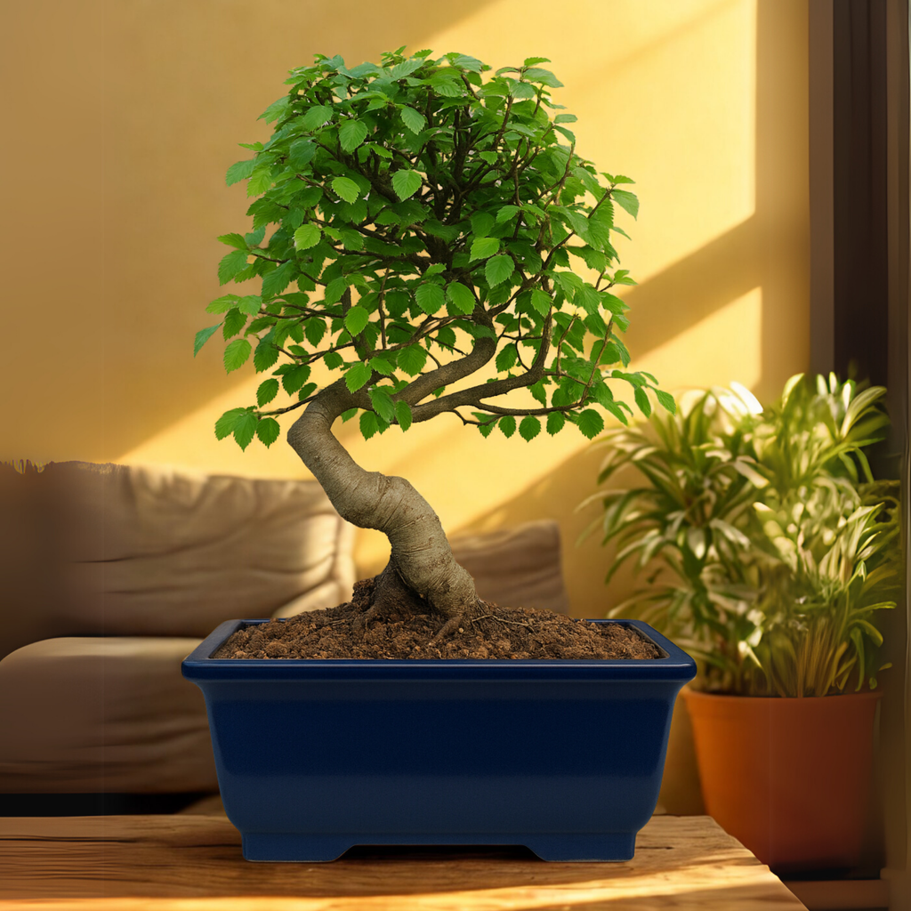 Chinese Elm Outdoor Bonsai Tree 4 Years 30cm
