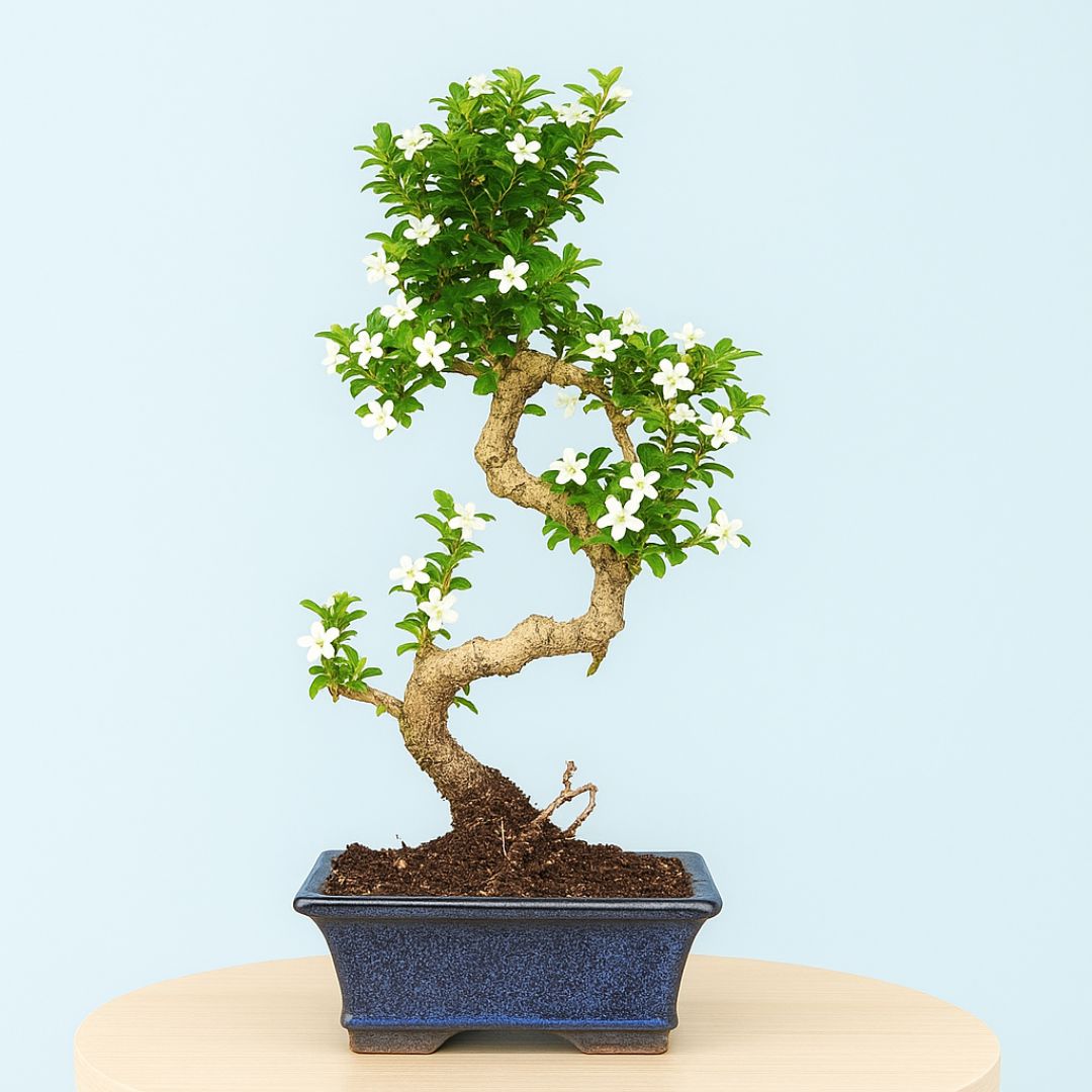 4-Year-Old Carmona Flowering Bonsai Tree in Blue Ceramic Pot