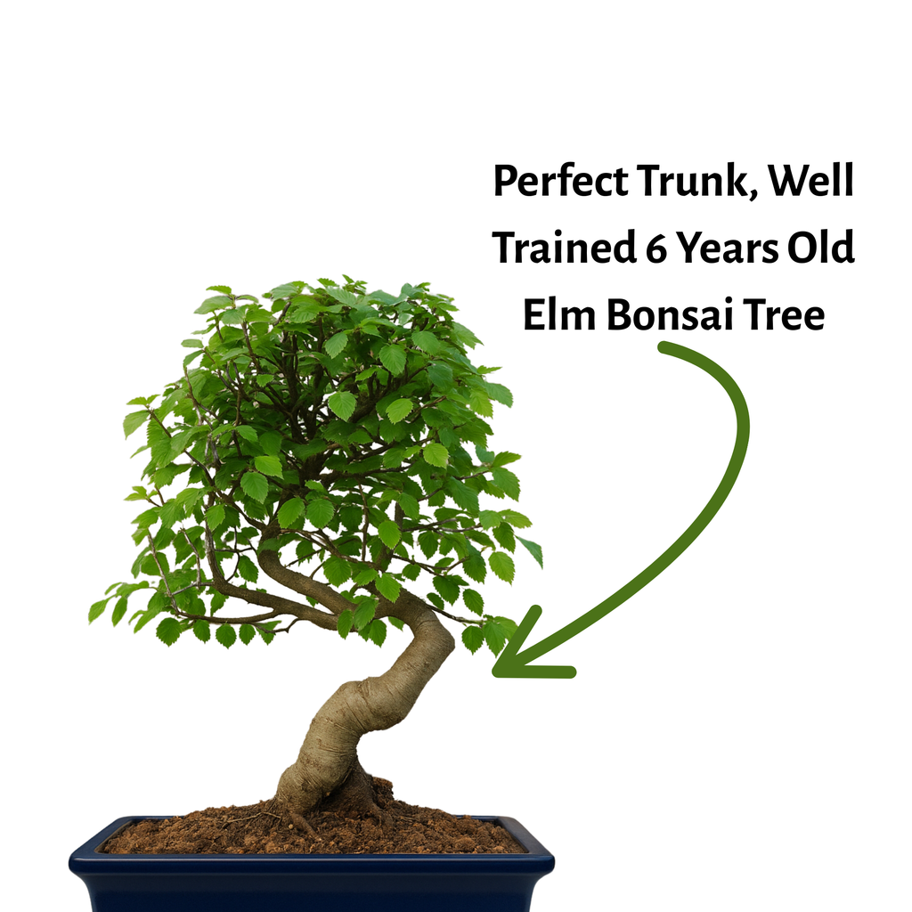 Chinese Elm Outdoor Bonsai Tree 4 Years 30cm