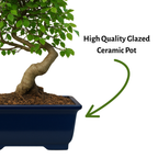 Chinese Elm Outdoor Bonsai Tree 4 Years 30cm