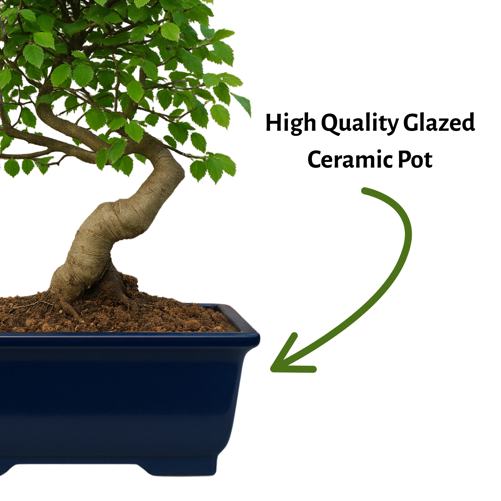 Chinese Elm Outdoor Bonsai Tree 4 Years 30cm