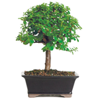 Jade Bonsai Plant in Ceramic Pot 5 Years 30 cm