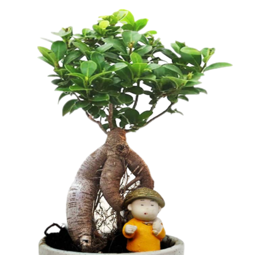 Ficus Bonsai Plant with Figurine