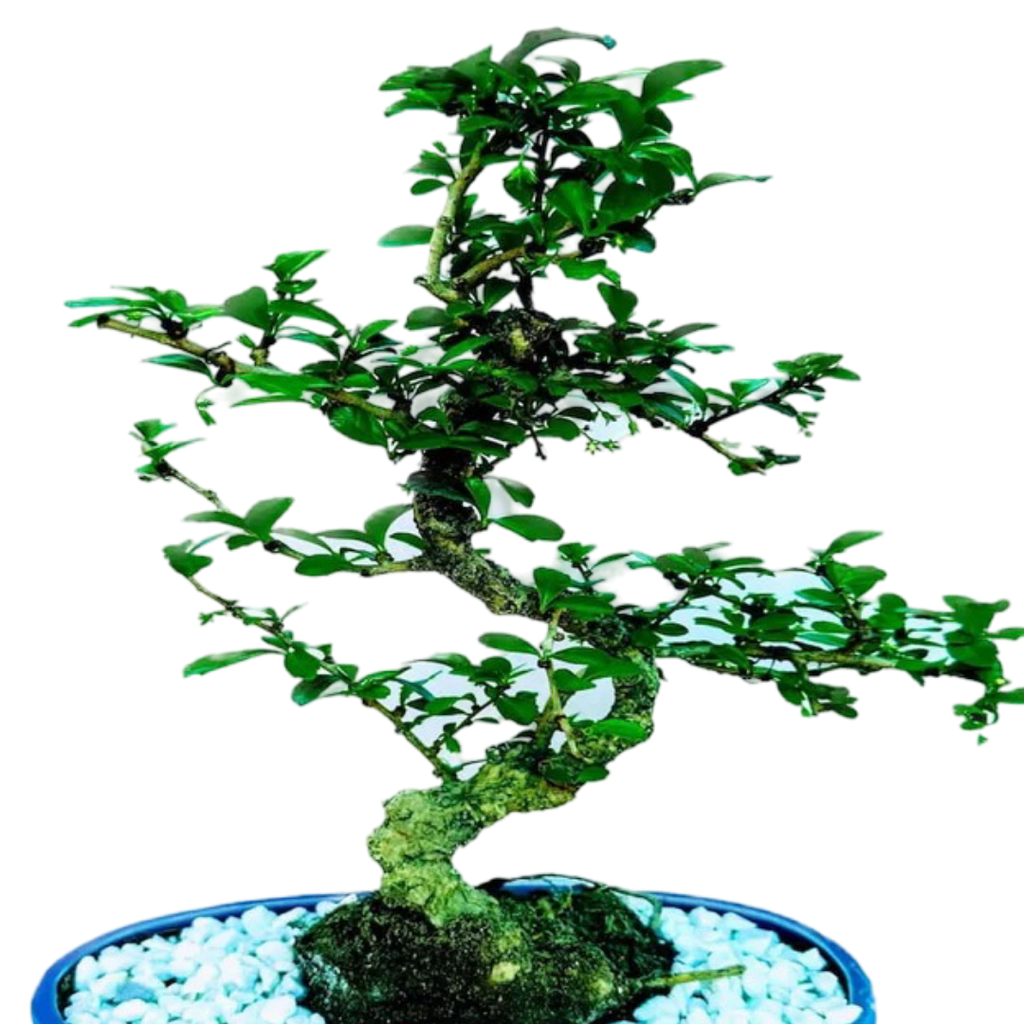 Carmona Flowering Bonsai Plant 4 Years 30 cm in Blue Oval Shaped Ceramic Pot