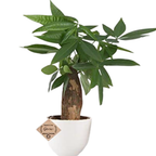 Pachira Money Tree Plant with Ceramic Pot