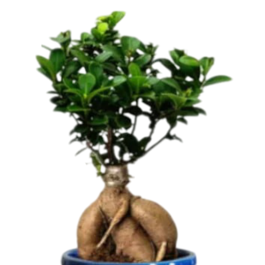 Ficus Indoor Bonsai Plant in Bonsai Pot with Tray