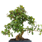 Carmona Flowering Bonsai Plant in Blue Ceramic Bonsai Pot 10 Years 45 cm