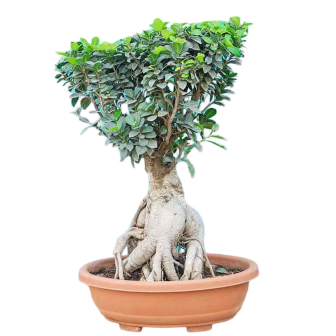 Ficus Bonsai Plant With Thick Trunk 10 Years 50 cm