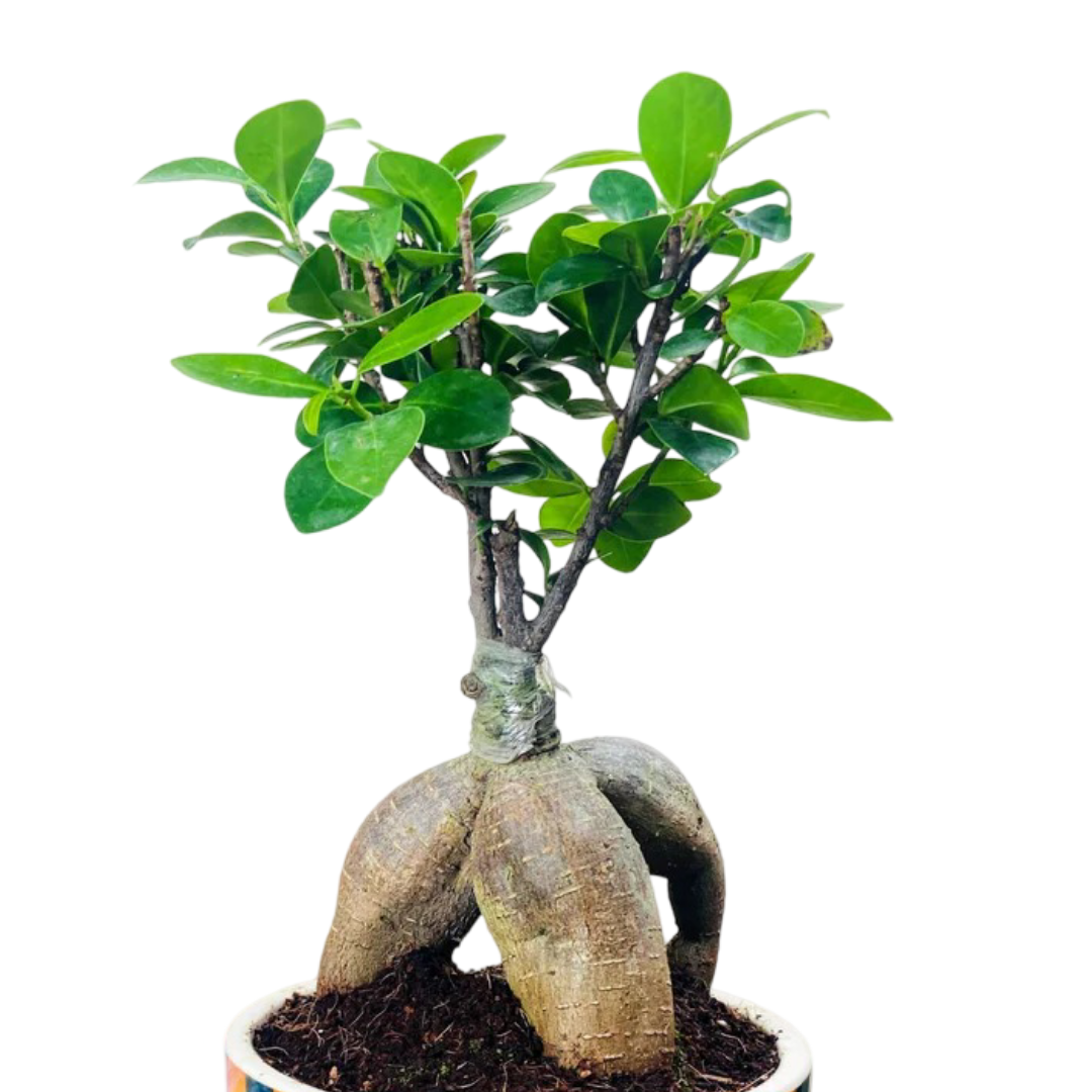 Ficus Indoor Bonsai Plant in Premium Striped Pot for Home Decor