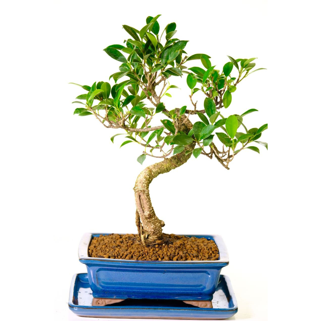 Ficus Retusa Bonsai Tree – 12 Years Old, 42 CM Tall