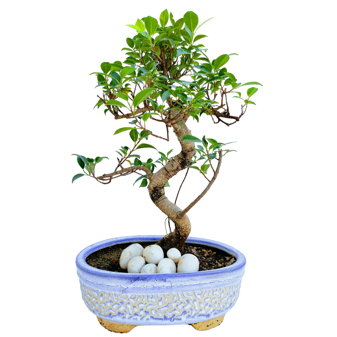 Aerial Root Ficus Bonsai Tree 10 Years 35 cm