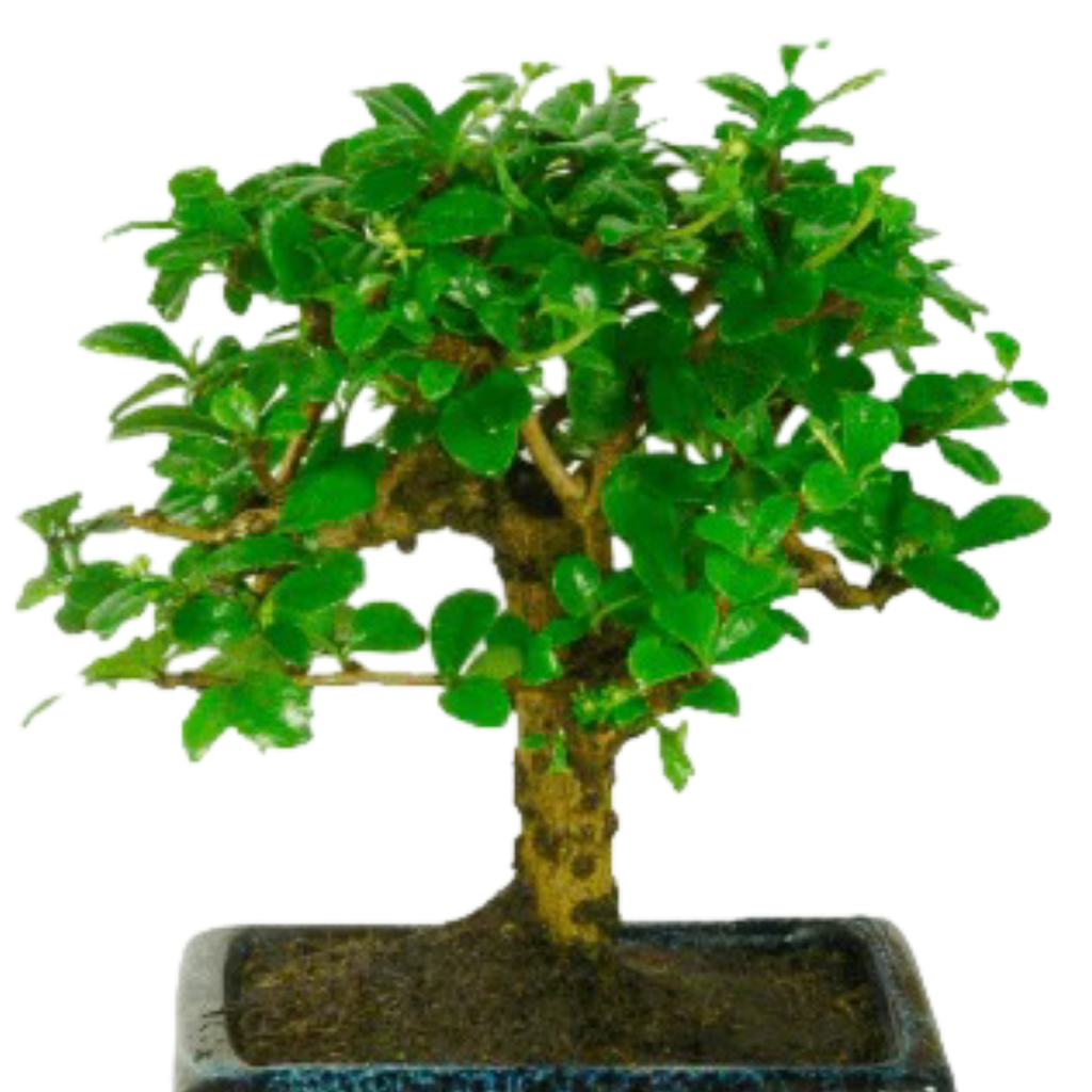 Carmona Flowering Bonsai Plant 3 Years 20 cm