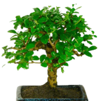 Carmona Flowering Bonsai Plant 3 Years 20 cm