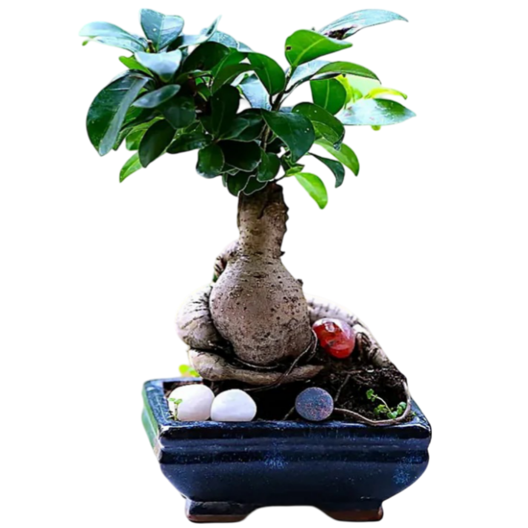 Ficus Indoor Bonsai Plant Blue Sq Pot