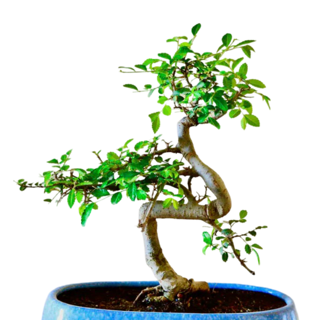 Chinese Elm Bonsai Plant 5 Years Old 30 cm with Tray