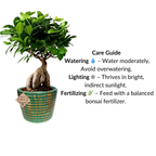 Ficus Indoor Bonsai Plant