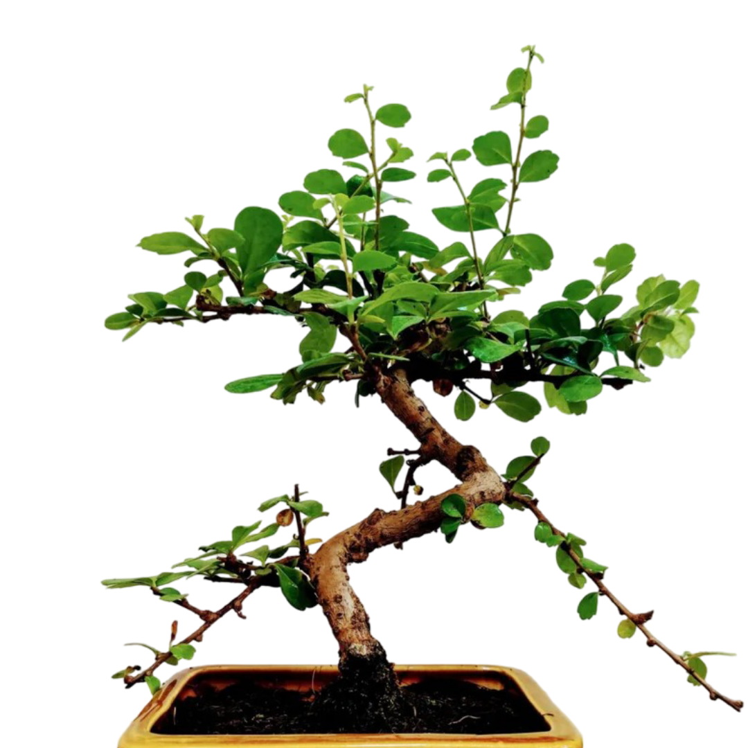 Carmona Flowering Bonsai Plant In Brown Bonsai Pot 3 Years 20 cm