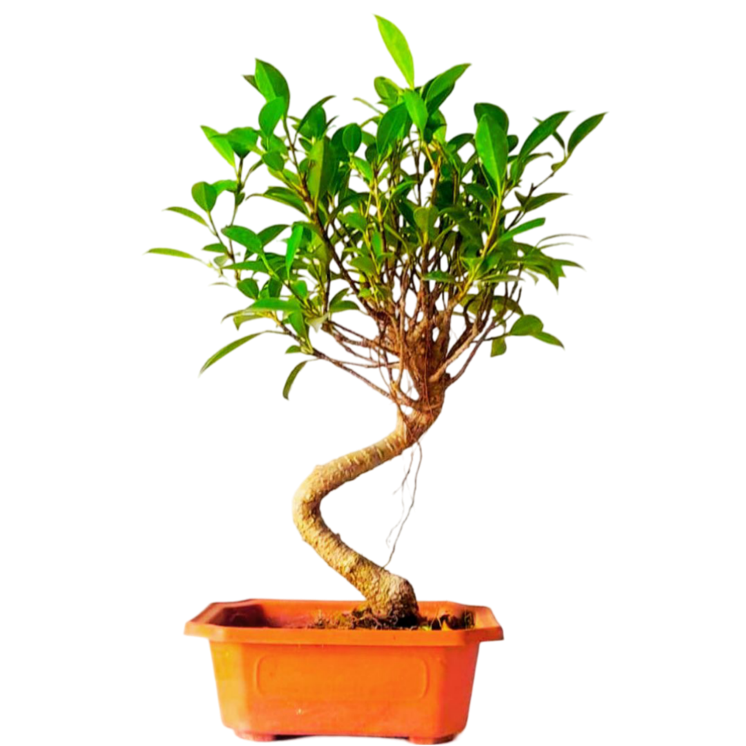 Ficus Bonsai Plant in PP Pot