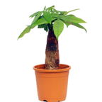 Pachira Bonsai Tree In Growing Pot