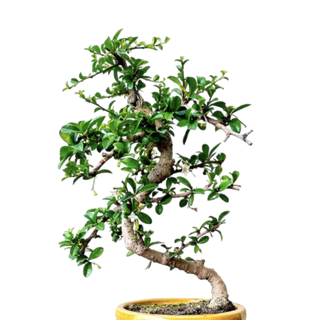 Carmona Flowering Bonsai Plant Ceramic Bonsai Pot with Tray 4 Years 30 cm