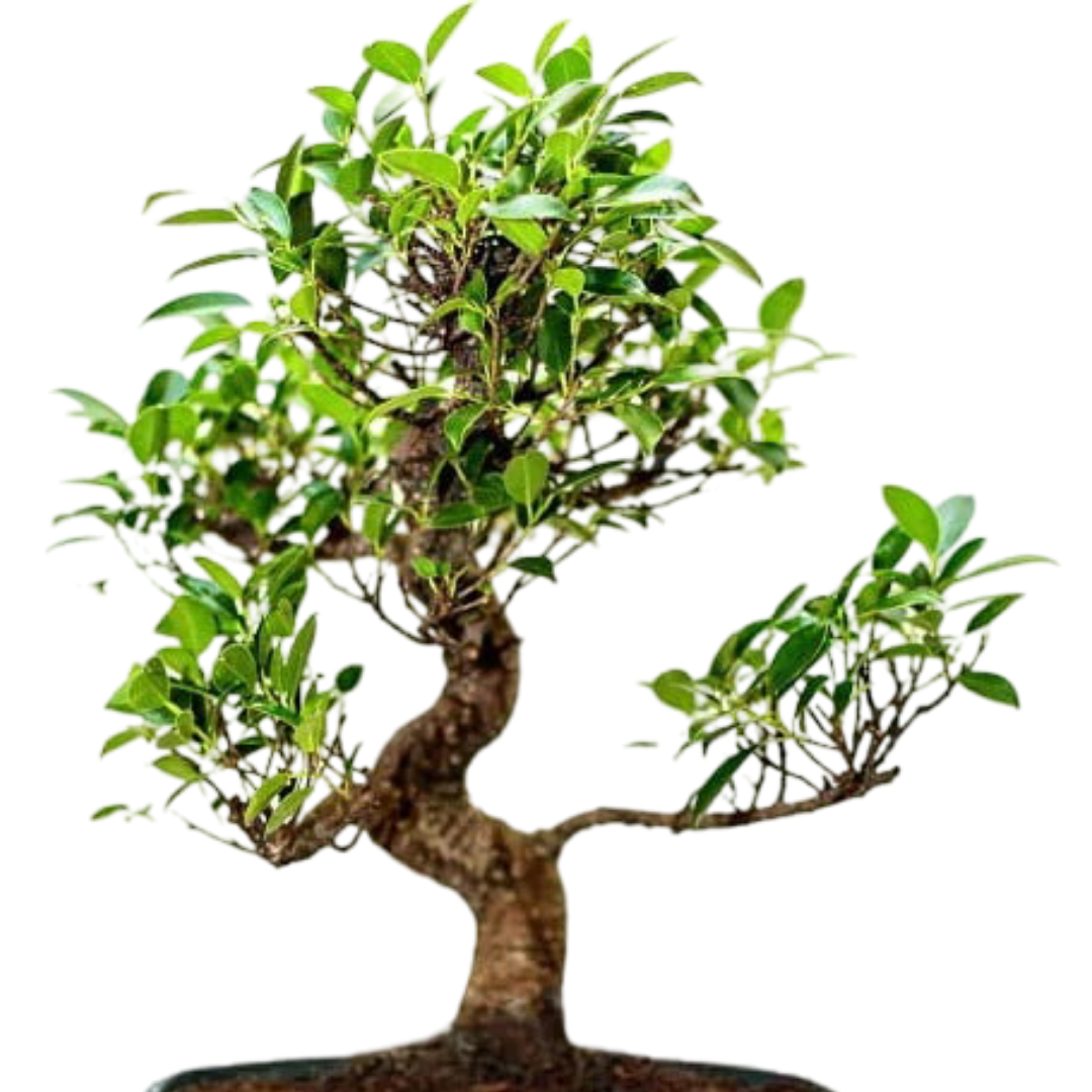 Exotic Ficus Plant Bonsai Tree 9 years 35 cm