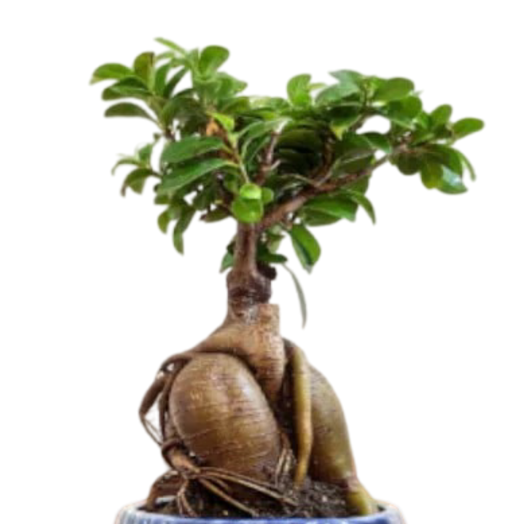 Ficus Indoor Bonsai Plant in Blue Pot