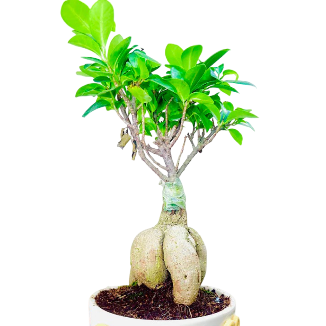 Ficus Indoor Bonsai Plant in Premium Pot
