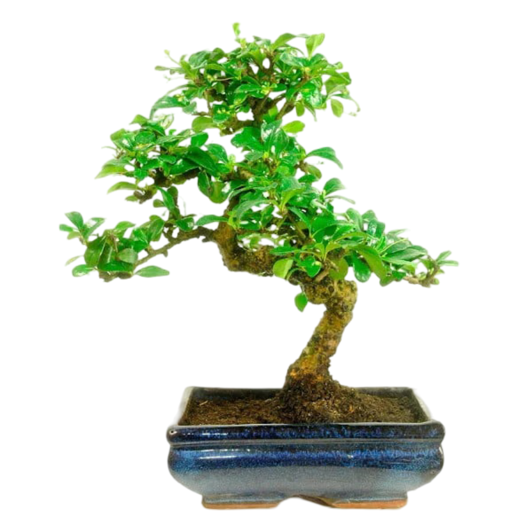 Carmona Flowering Bonsai 5 Years 25cm