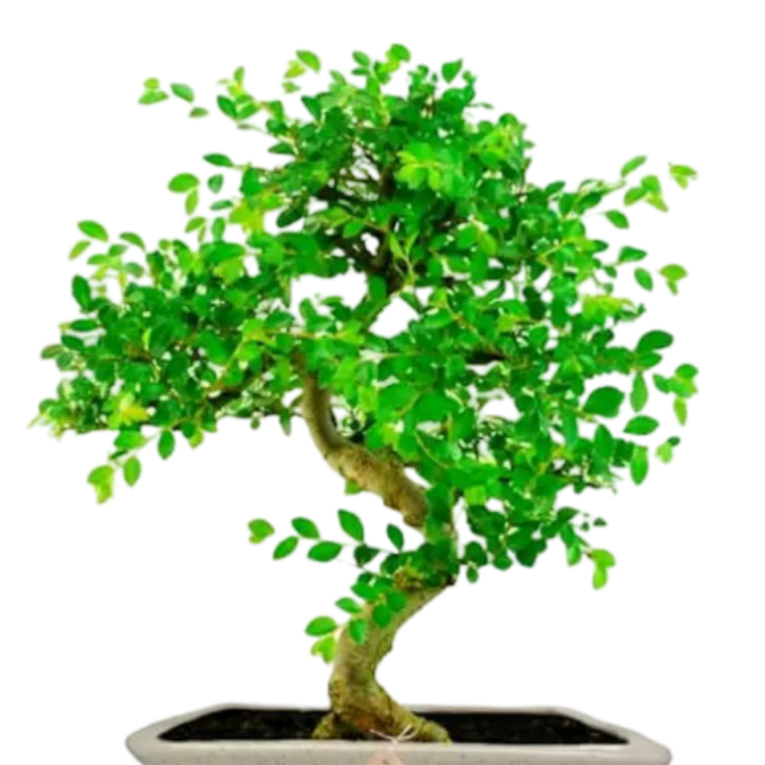 Chinese Elm Bonsai Plant 5 years 25 cm