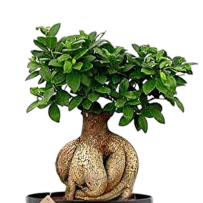 Ficus Bonsai Live Plant 4 Years 20 cm