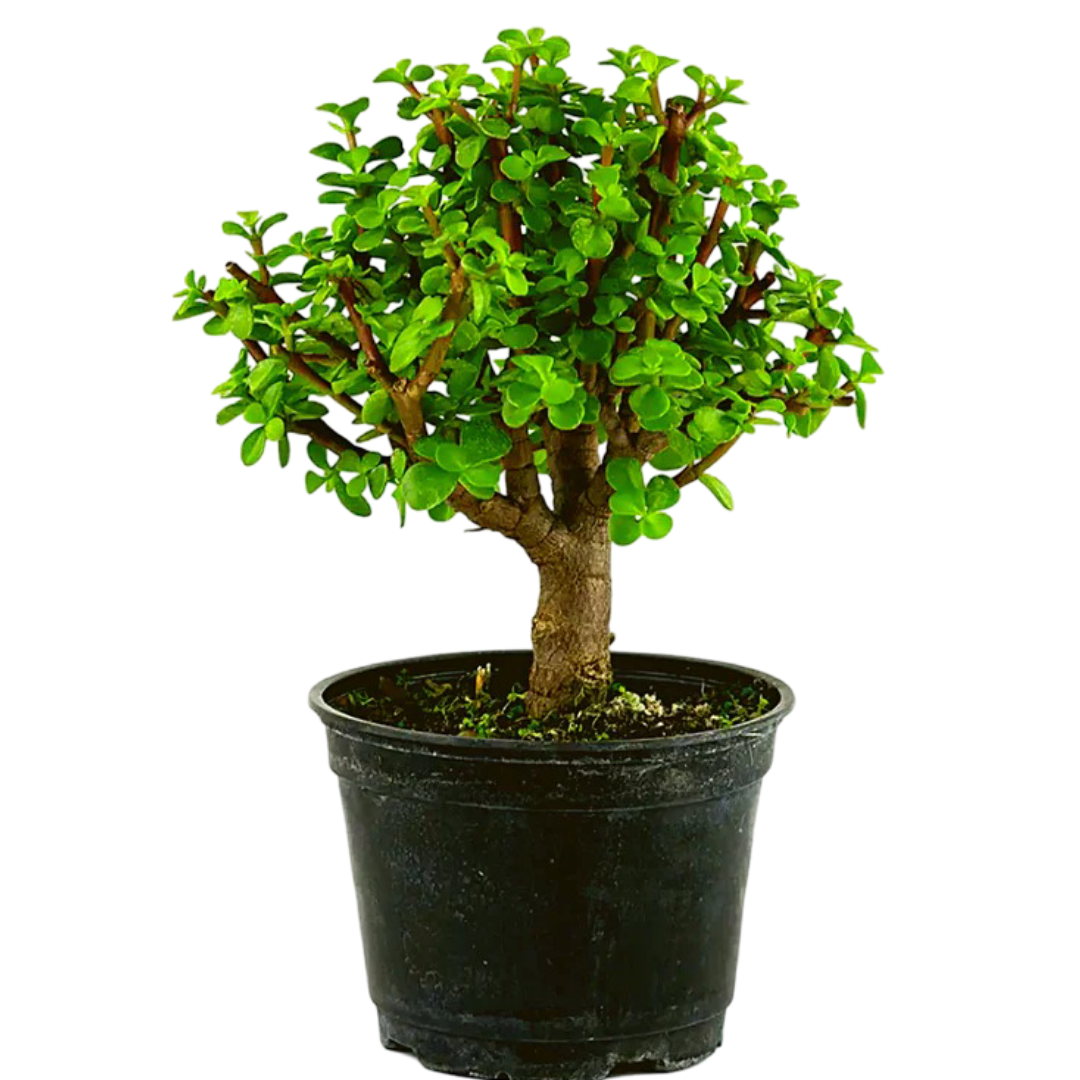 Jade Bonsai Tree