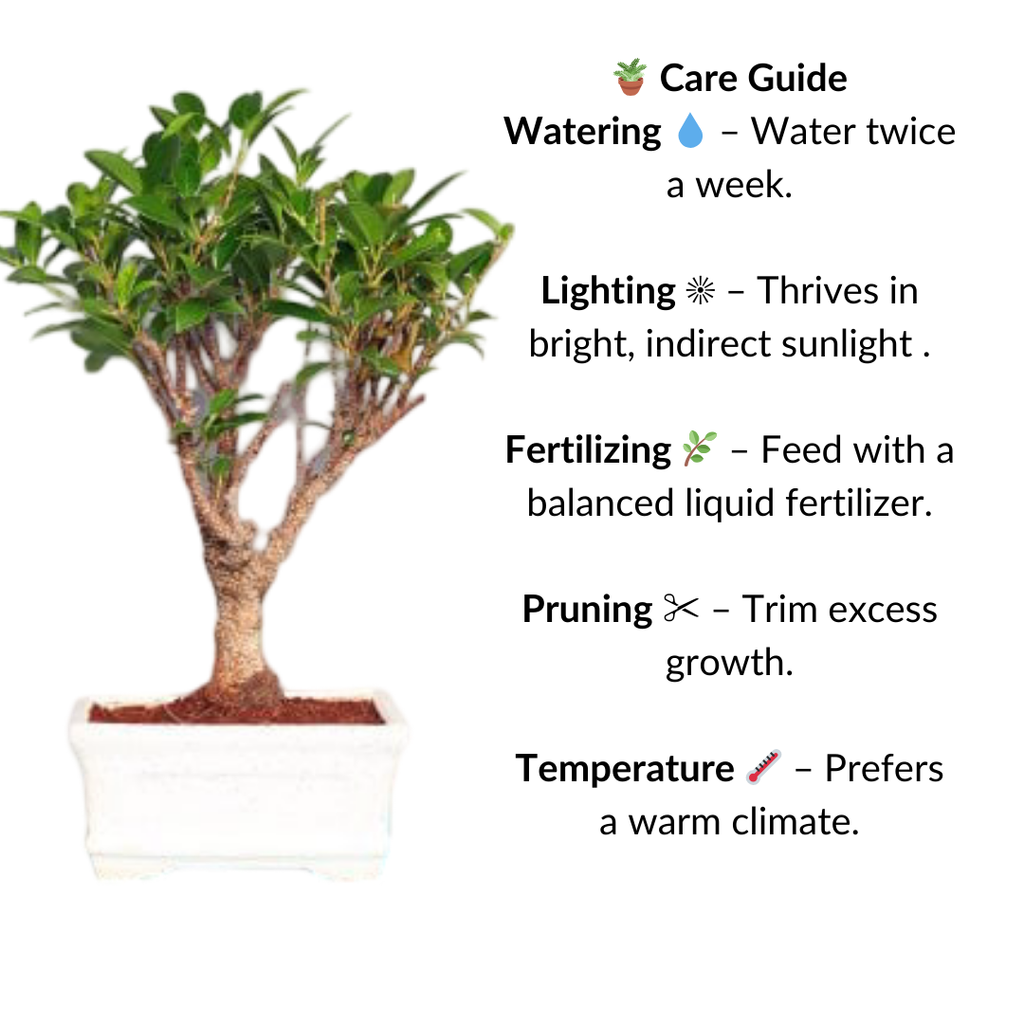 Ficus Bonsai Plant in White Sq Ceramic Pot