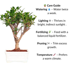 Ficus Bonsai Plant in White Sq Ceramic Pot