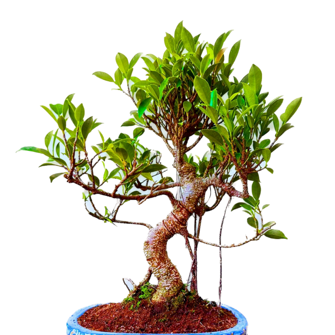 Ficus Indoor Bonsai Tree 15 year 35 cm