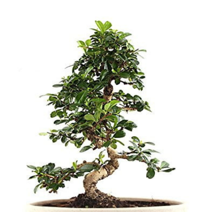 Carmona Flowering Bonsai Tree 5 Years 30 cm