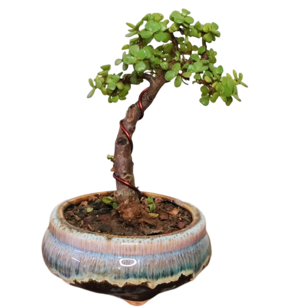 Jade Bonsai Plant Upright Informal 20 cm