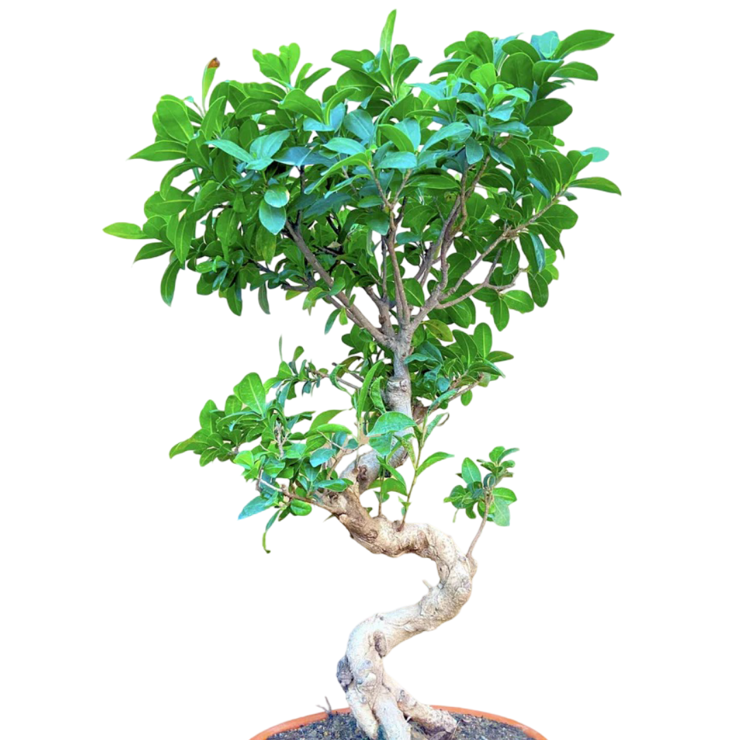 Ficus Bonsai Tree Big Bonsai 15 Years 70 cm