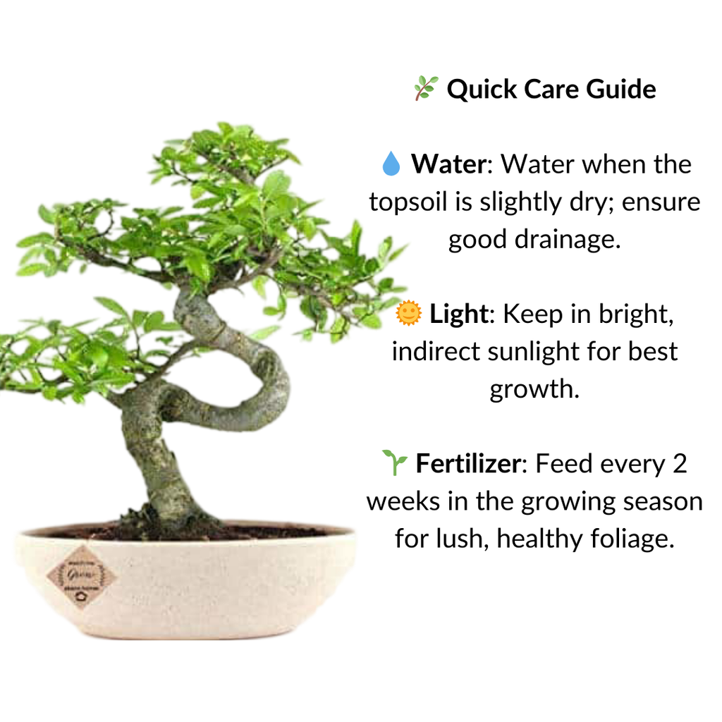 Chinese Elm Bonsai Plant 7 Years 30 cm