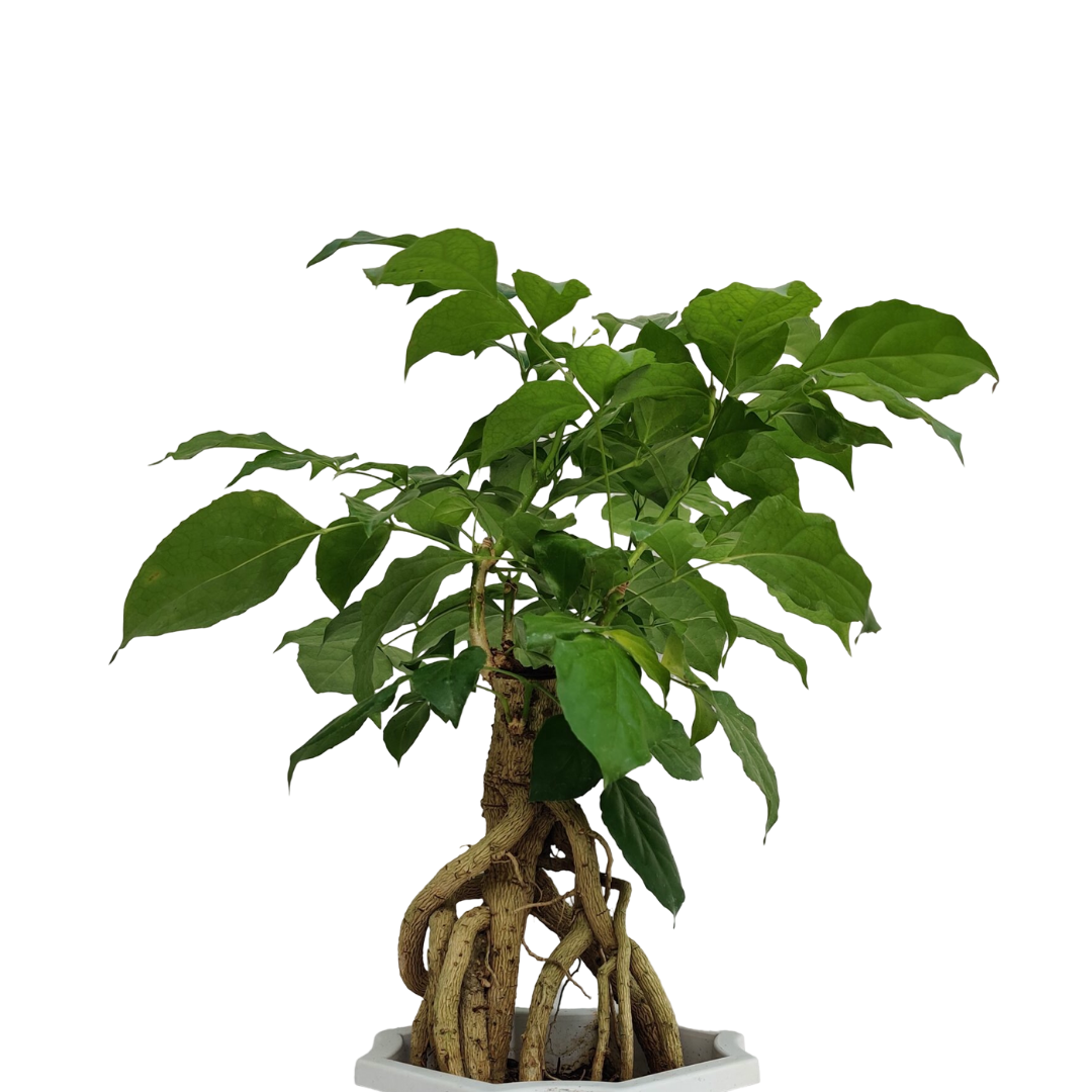 Radermachera Indoor Bonsai Plant 4 Years 20 cm