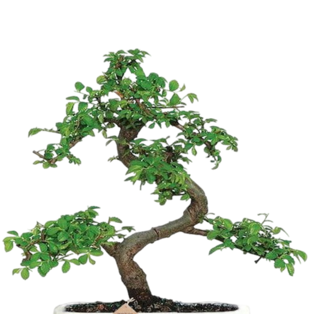 Chinese Elm Bonsai Tree 5 Years 30 cm in Bonsai Pot with Tray