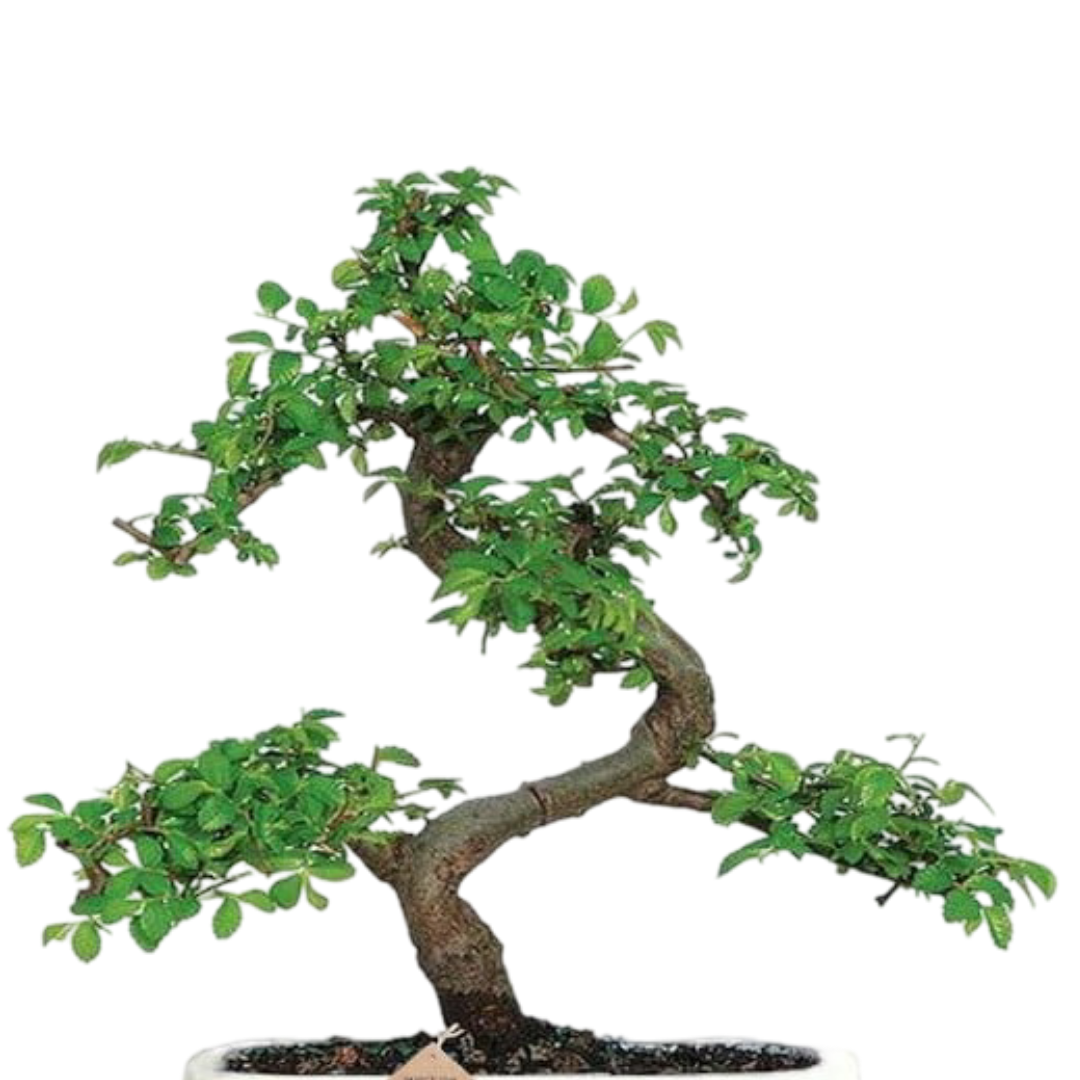 Chinese Elm Bonsai Tree 5 Years 30 cm in Bonsai Pot with Tray