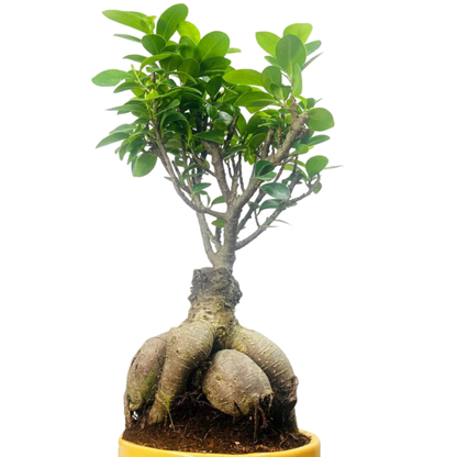 Ficus Indoor Bonsai Plant in Premium Dotted Pot for Home Decor
Success
