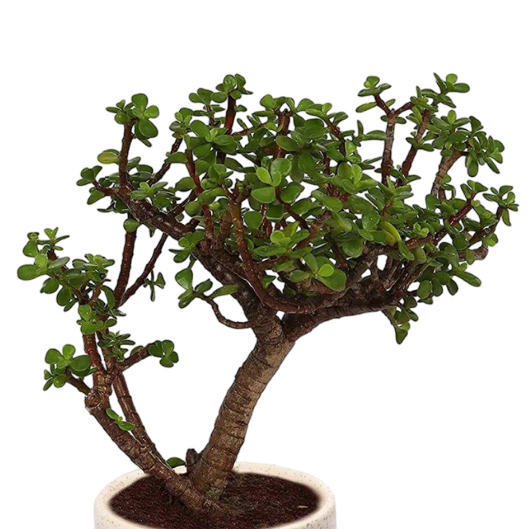 Jade Bonsai in Ceramic Pot
