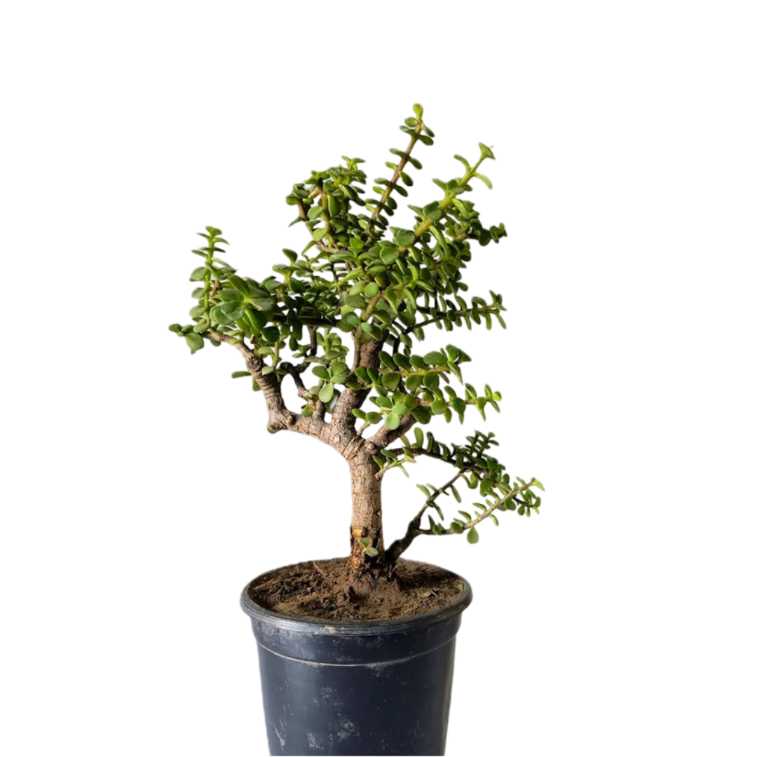 Jade Plant Bonsai Informal Upright Full Tree Shape 27 cm