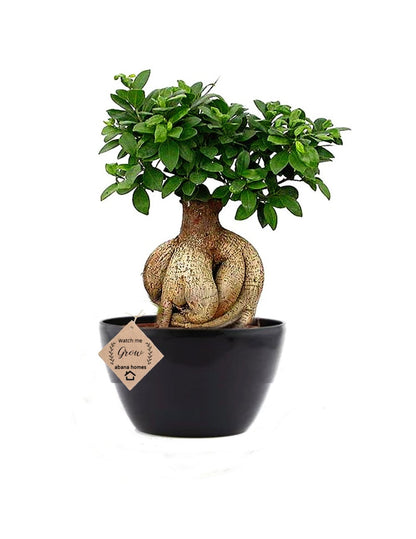 Buy Ficus Bonsai with Studying Ganesh - Abana Homes