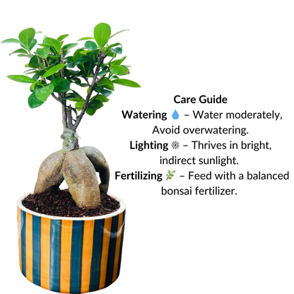 Ficus Indoor Bonsai Plant in Premium Striped Pot for Home Decor