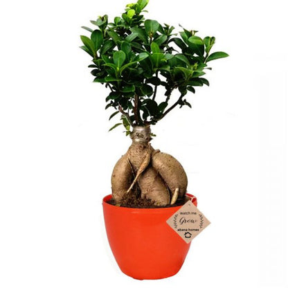 Ficus Bonsai Live Plant 4 Years 20 cm