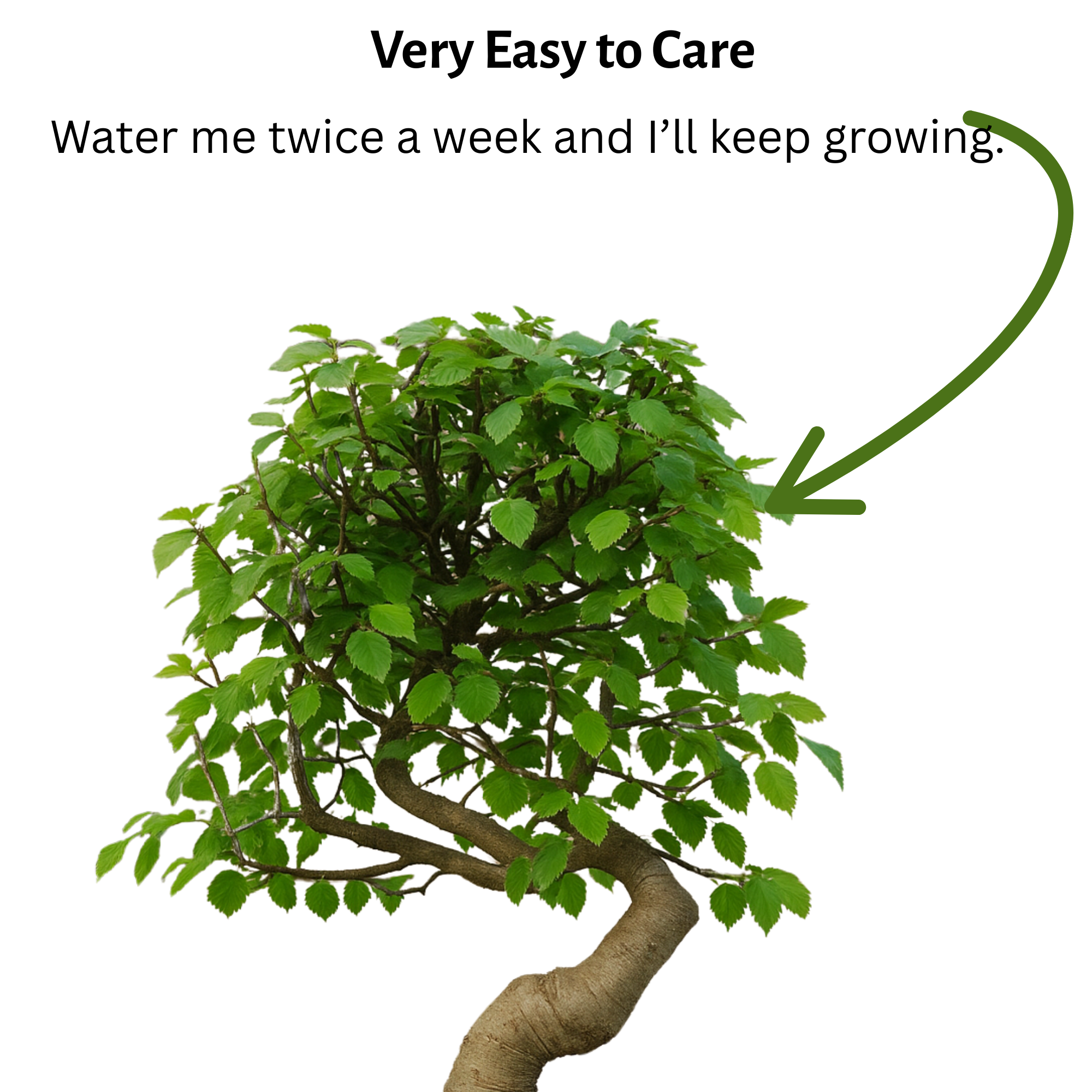 Chinese Elm Outdoor Bonsai Tree 4 Years 30cm