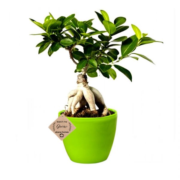 Ficus Bonsai Live Plant 4 Years 20 cm